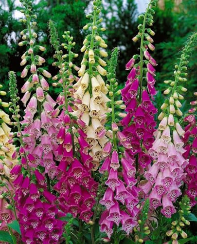 Digitalis purpurea 'Foxy' 9x9 cm Topf – Winterhart, Pflegeleicht – Fingerhut – Beetpflanze für Garten & Rabatte