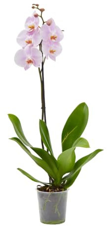Verdecora Orquídea Phalaenopsis de 1 Tallo en maceta de Ø13cm | Planta Natural de Interior | Ideal para Decoración | Color Variado