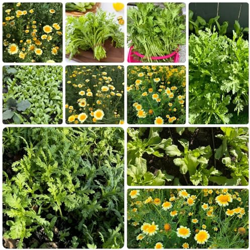 semillas de crisantemo comestibles, antiguas variedades semillas de crisantemo coronarium, de jardín 900pcs
