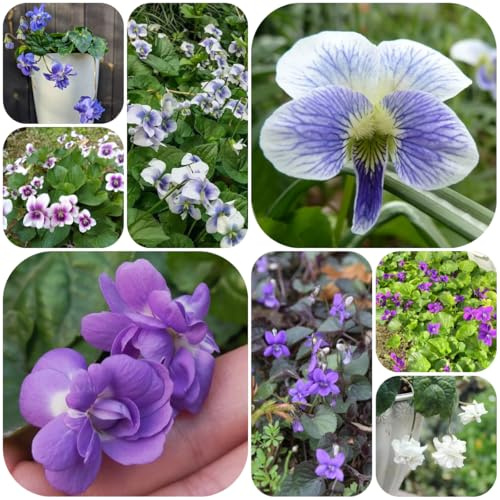duftveilchen, winterharte kübelpflanzen heilkräuter, blumenwiese bodendecker gartenkräuter winterhart balkon 100samen