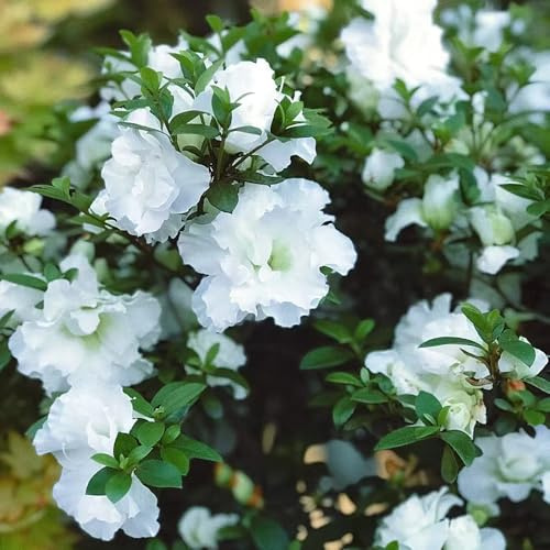 semi di rododendro, azalea varietà antiche interno biologiche 220pcs