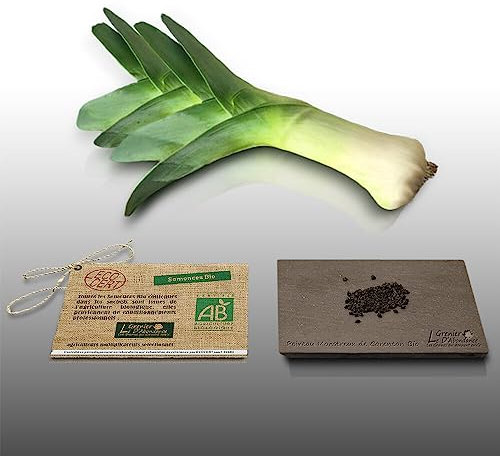 100 graines Bio à semer - Le Grenier d'Abondance - POIREAU Monstrueux de Carentan - Certifié AB - Allium Porrum