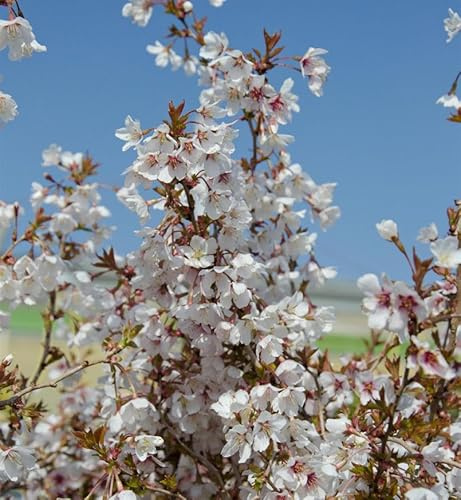 Hochstamm Geschlitzte Kirsche The Bride 40-60cm - Prunus incisa - lebende Gartenpflanze aus den Baumschulen