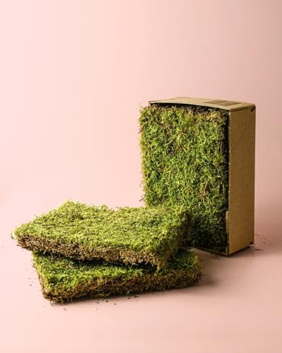 PUR PLANT Musgo Natural para Terrario | Base Decorativa y Retentora de Humedad | Ideal para Terrarios y Kokedamas