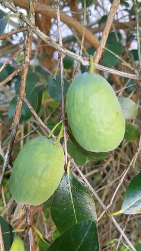 Feijoa sellowiana (De bouture) / Goyave verte/Godet/Arbuste fruitier