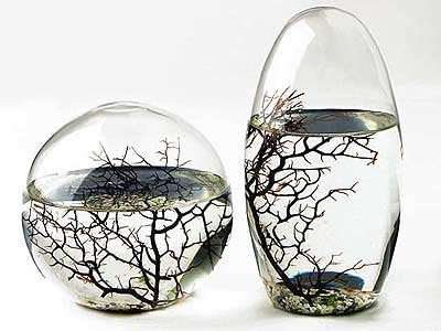 EcoSphere - Miniaquarium aus der NASA Weltraumforschung - handgefertigtes, geschlossenes Ökosystem mit Garnelen - Made in Germany (2er Set)