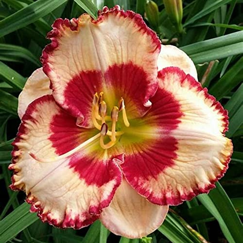 Winterhart, Beste Sorte, Botanik Kollektion, Pflegeleicht, BlüHend, Hemerocallis, Taglilien, Mehrjährig, (/Stauden/Staude/) -5Zwiebeln-C