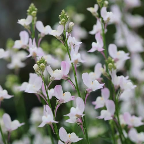 semillas de linaza - primavera, silvestres de linaza de para bancales elevados de perennes macizo 200pcs