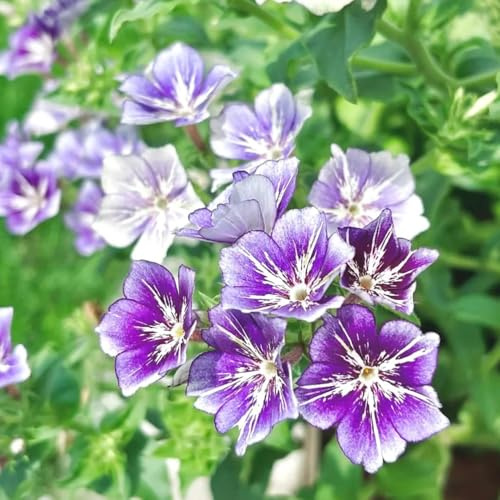 Phlox de alfombra - flox subulata invernaderos de balcón de balcón primavera trepadora verano prado silvestres, siembra otoño, perenne oficina flox alfombra comprar semillas 1200pcs