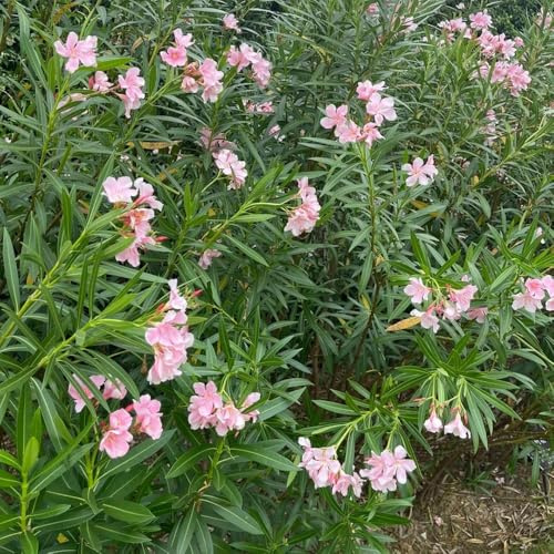 semillas de adelfa ornamental perenne resistente semillas de jardín decorativas jardín resistentes arbustos - raras - verano 10pcs