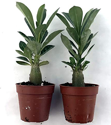 Adenium Obesum Rosa del Deserto – Set 2 Piante Grasse Vere in Vaso 5,5 cm – Pianta Succulenta da Interno ed Esterno.