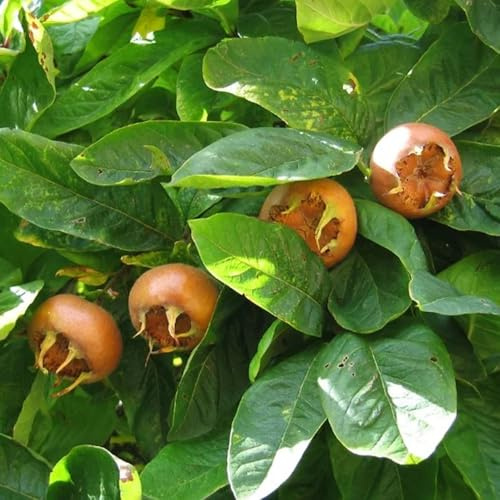semi di nespolo mespilus germanica biologici, vecchie varietà, arbusti da siepe di nespolo, balcone resistenti, arbusti resistenti 30pcs