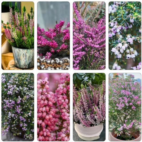 Heidekraut balkonpflanze exotische zimmerpflanzen blumensaat blumenwiesensaat sommerblumen blumenstauden winterhart schmetterlingsflieder biosaatgut blumenwiese herbstaussaat 600samen