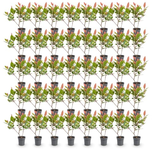 Seto Photinia Red Robin Perenne Rojo para Jardín, Pack de 40, Maceta 9 cm