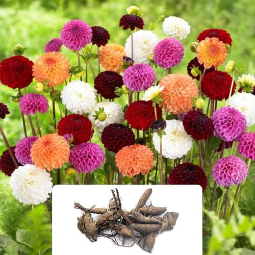 5 Dahlia Pompon Mixed Bulbs – Stunning, Colourful Ball-Shaped Flowers – Summer-Flowering Perennials – Ideal for UK Garden Climate – Bring Vibrancy to Your Outdoor Space