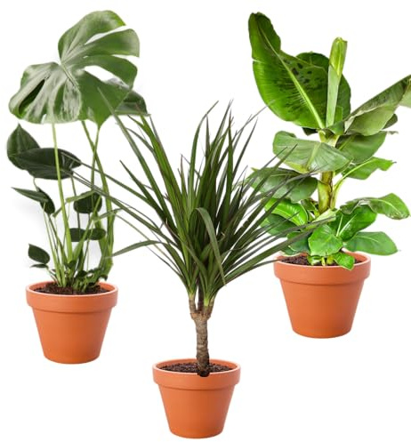 Set di 3 piante, Monstera (55/65 cm), Pianta di banana (50/60 cm), Dracaena (55/65 cm), piante per casa e ufficio, qualità professionale, spedizione rapida di piante, arredo d’interni