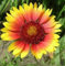 30 + Semi Antorchas Gaillardia Aristata/perenne Fiore