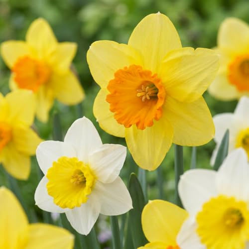Green boutiQ - 15x Narcissus large Cupped mix - Narcisse à grande couronne en mélange - Jaune et Blanc - Floraison printanière - Calibre 12/14
