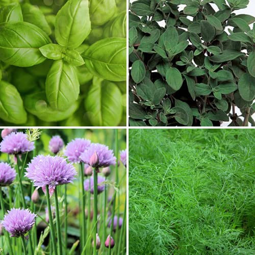 4 Pack Herb Seeds Collection Including Chive Seeds, Basil Seeds, Marjoram Seeds, Dill Seeds