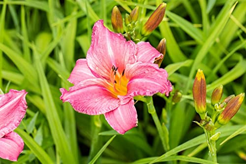 Hemerocallis x cultorum 'Summer Wine' 11x11 cm Topf – Winterhart, Mehrjährig, Pflegeleicht – Taglilie – Staude für Beet & Rabatte