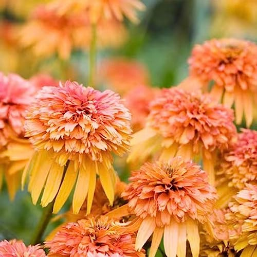 sonnenhut immergrüne büropflanzen schmetterlingsflieder herbstblumen winterhart rankpflanze echinacea kräuterpflanzen indoor kräutergarten bonsai topf kräutersamen blumenwiese 750samen