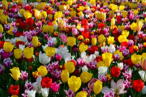 Seedeo® - Tulpen Pflückgarten Mix Farbenspiel 30 Zwiebeln mehrjährig - winterhart
