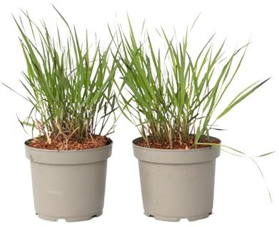 Plant in a Box - Erba delle dita - 2 pezzi - Panicum Virgatum 'Squaw' - Altezza 40-60cm - ⌀23cm