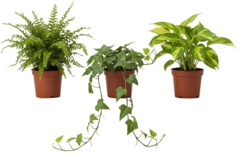 DECOALIVE Pack Natural Colgante con Helecho, Poto y Hiedra Decoración Viva para tu Hogar