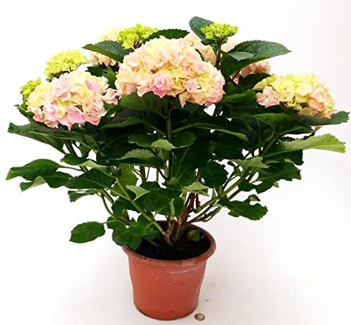 POWERS TO FLOWERS - ORTENSIA ROSA XXL, VASO 19CM DIAMETRO, pianta vera