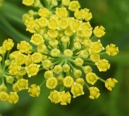 100 graines de fleurs d'Anethum jaune fraîches et neuves