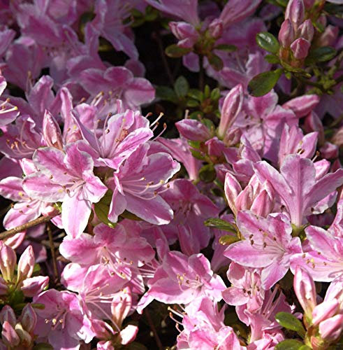 Japanische Azalee Kermesina Rose 25-30cm - Rhododendron obtusum - Alpenrose - lebende Gartenpflanze aus den Baumschulen