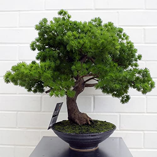 Botanik PREMIUM-BONSAI