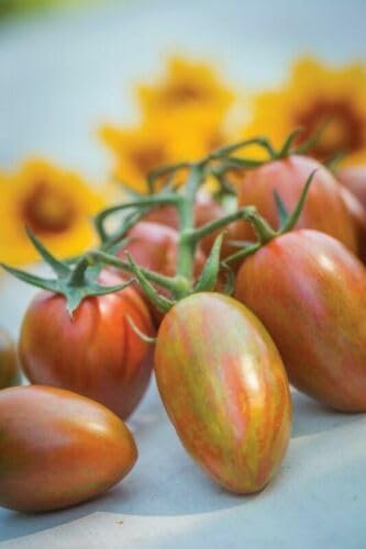 Buy4seeds 50x F1 Shimmer Tomato Seeds Sweet & Juicy Cherry Tomatoes Easy to Grow Your Own Tomato Useful for Gifts