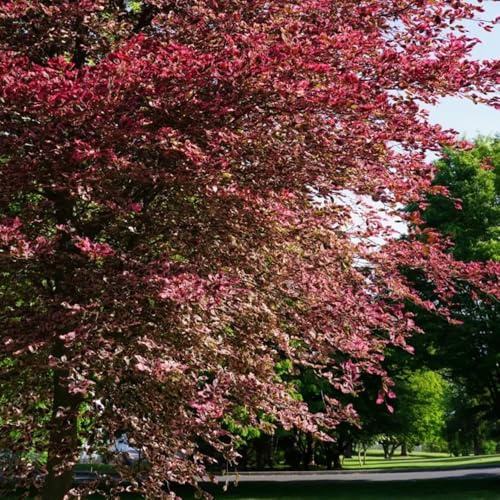 rotbuche heckenpflanzen, seltene immergrüne winterhart für sonnige plätze gartenarbeit geschenk geschenke für gartenliebhaber 55samen