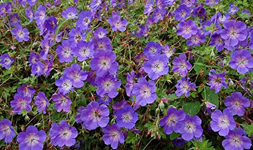 Hardy Geranium Rozanne® Perennial Plug Plants Pack x6