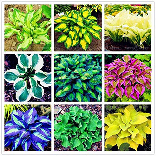 freschi 200pcs semi di piante Hosta per la Semina Colore Misto