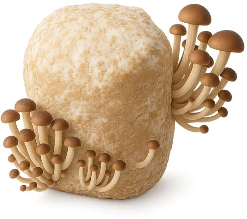 Hawlik Pilzbrut - Pioppino BIO Pilzzuchtset - Zuchtset für den einfachen Anbau von Edelpilzen Zuhause - Pilze selber züchten Set - Für Anfänger und Fortgeschrittene