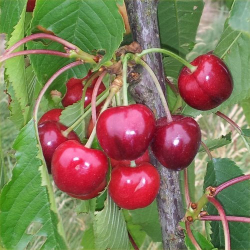 Cerezo - Maceta 26cm. - Altura aprox. 1'20m. - Planta viva - (Envíos sólo a Península)