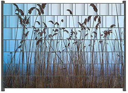 Wallario Zaun Sichtschutz Windschutz für EIN- und Doppelstabmattenzäune in der Größe Breite 2,00m x Höhe 1,40m, Motiv: Schilfrohr am See vor blauem Himmel