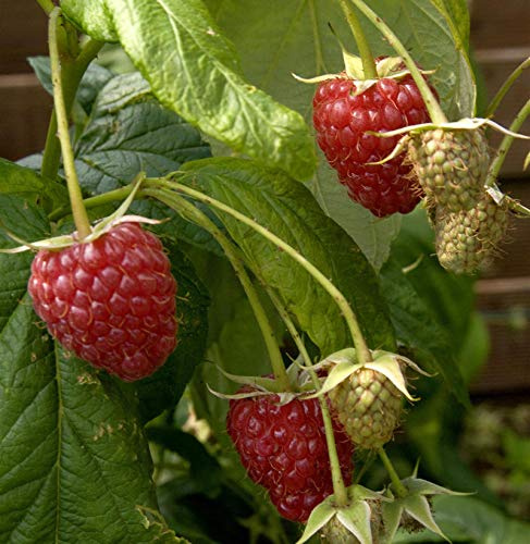 Himbeere Preussen II - Rubus idaeus - lebende Gartenpflanze aus den Baumschulen
