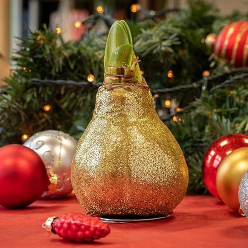 Amaryllis in Wachs Glitzer Gold in Hülse | 1 Stück | Amaryllis in Wachs | ohne Gießen | pflegeleicht | lange und majestätische Blüte | Rot | Zimmerpflanze