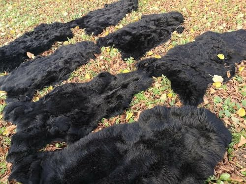 Provellus ECHTE ÖKO SCHAFFELLE LAMMFELL SCHAFFELL Fell SCHWARZ bis140cm 2.Wahl SCHNÄPPCHEN (eher kurz (2cm - 5cm), 70-80cm lang)