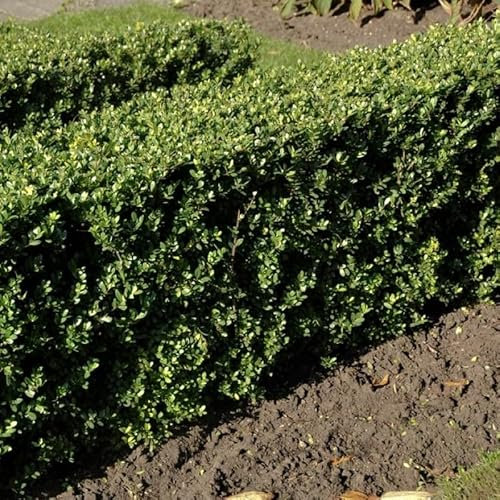 12 x Ilex crenata 'Dark Green' - Japanische Stechpalme in 9x9cm Topf (10-20 cm Höhe)