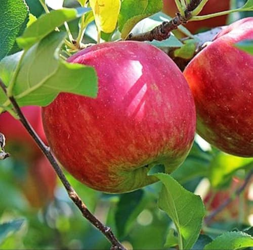 PIANTA DA FRUTTO MELO SUMMER RED in vaso 20 età 2/3 anni (foto reali)