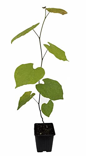 Seedeo® Judasbaum (Cercis siliquastrum) Pflanze ca. 20-30 cm