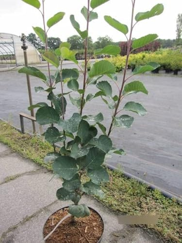 Amelanchier alnifolia Smoky - Felsenbirne Smoky - 80-100