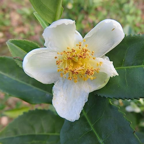 Tea Plant 'Camellia sinensis' Tropical Plant Seeds - 6 Seeds for Indoor Houseplant