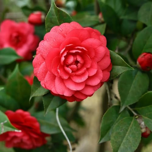 semillas de camelia, camelias hoja perenne resistente arbustos perennes ación resistentes al aire libre Semillas 180pcs