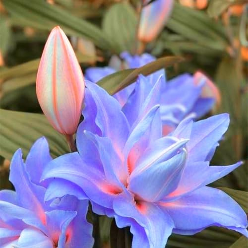 giglio bulbi,Robusto, Nobile, Delicato, lilium bulbi,Elegante, Naturale-10 bulbi-B