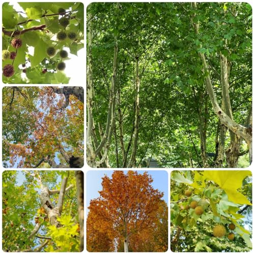 comprar plátano resistentes en macetas semillas de plátano verdes de balcón Jardín semillas exóticos decoraciones jardín exteriores sostenibles 160semillas